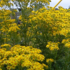 Ragwort