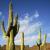 Sahuaro