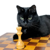 Chess Cat