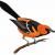 oriole1122