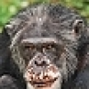 ChumpyChimp