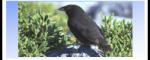 Darwin's Finches Darwin's Finches