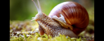 Snails