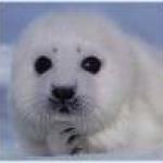 Baby Seal Club