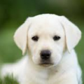 Labrador Retrievers