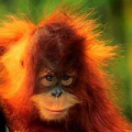 Orangutans